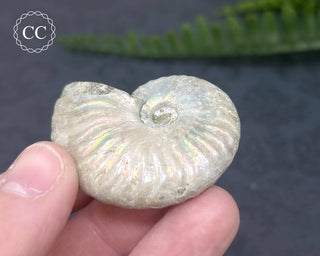 Iridescent Ammonite #4