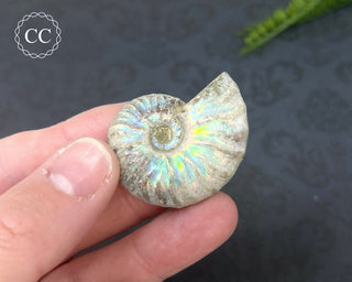 Iridescent Ammonite #5