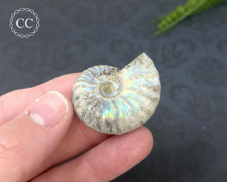 Iridescent Ammonite #5