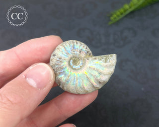 Iridescent Ammonite #5