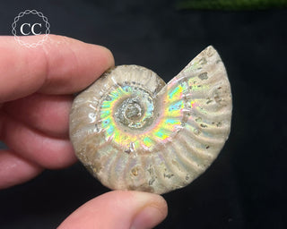 Iridescent Ammonite #4
