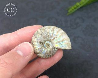 Iridescent Ammonite #5