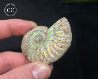 Iridescent Ammonite #4