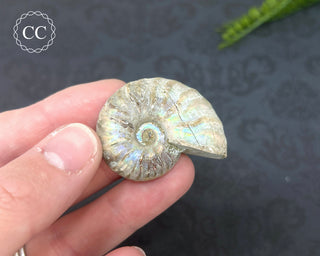 Iridescent Ammonite #5