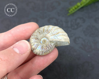 Iridescent Ammonite #5