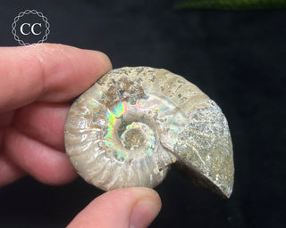 Iridescent Ammonite #4
