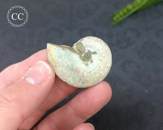 Iridescent Ammonite #6