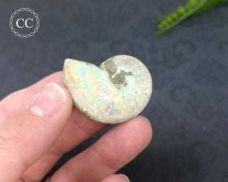 Iridescent Ammonite #6