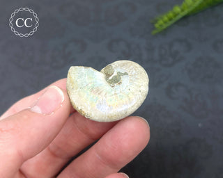 Iridescent Ammonite #6