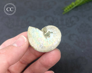 Iridescent Ammonite #6