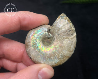 Iridescent Ammonite #5