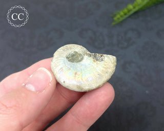 Iridescent Ammonite #6