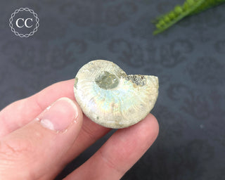 Iridescent Ammonite #6