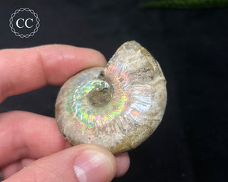 Iridescent Ammonite #5