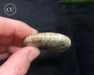 Iridescent Ammonite #5