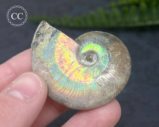 Iridescent Ammonite #7