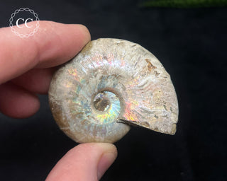 Iridescent Ammonite #5