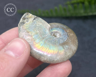 Iridescent Ammonite #7