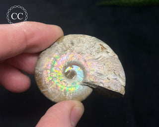 Iridescent Ammonite #5