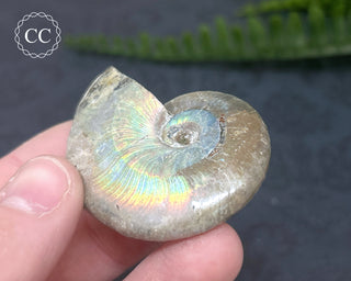 Iridescent Ammonite #7