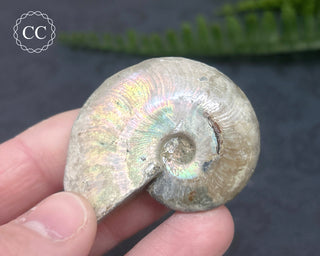 Iridescent Ammonite #7