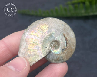 Iridescent Ammonite #7