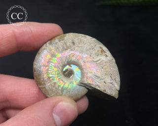 Iridescent Ammonite #5