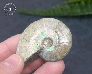 Iridescent Ammonite #7