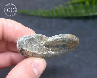 Iridescent Ammonite #7