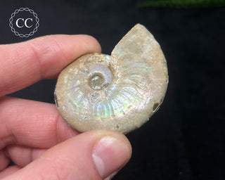 Iridescent Ammonite #6