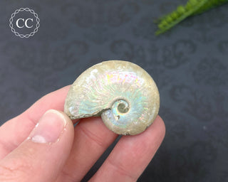 Iridescent Ammonite #8