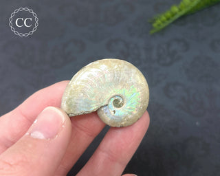 Iridescent Ammonite #8