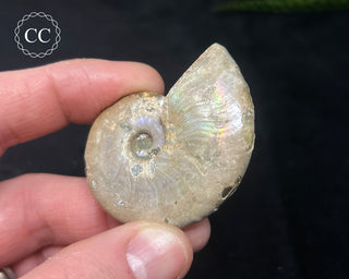 Iridescent Ammonite #6