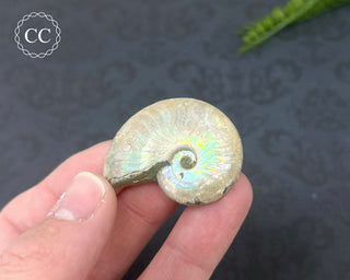 Iridescent Ammonite #8