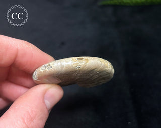 Iridescent Ammonite #6