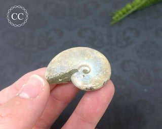 Iridescent Ammonite #8