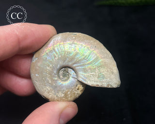 Iridescent Ammonite #6