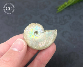 Iridescent Ammonite #8