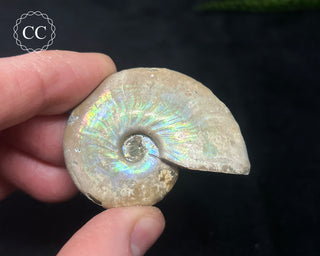 Iridescent Ammonite #6