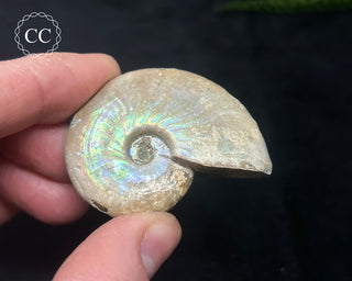 Iridescent Ammonite #6