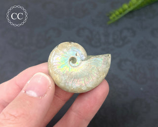 Iridescent Ammonite #8