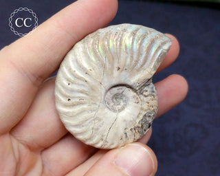 Iridescent Ammonite #18