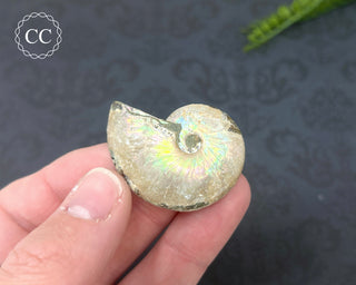 Iridescent Ammonite #8