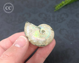 Iridescent Ammonite #8