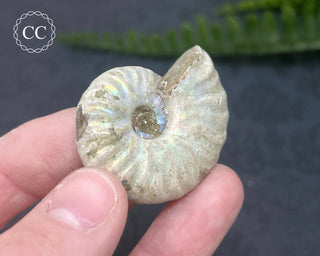 Iridescent Ammonite #9