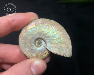 Iridescent Ammonite #6