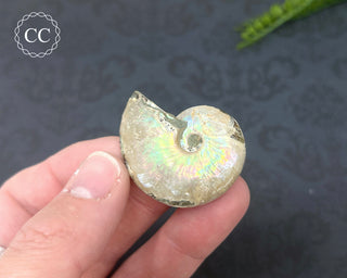 Iridescent Ammonite #8