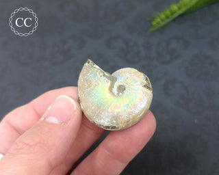 Iridescent Ammonite #8