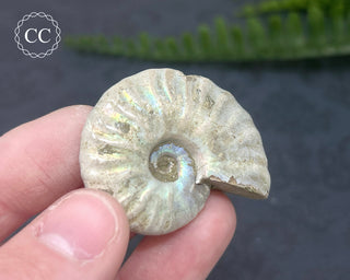 Iridescent Ammonite #9