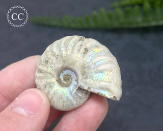 Iridescent Ammonite #9